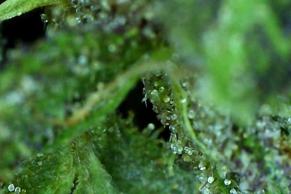 Bruce Banner4 2020 10 19 at 7.26 AM