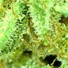Grape Krush microscope