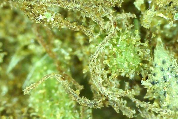 green crack up close