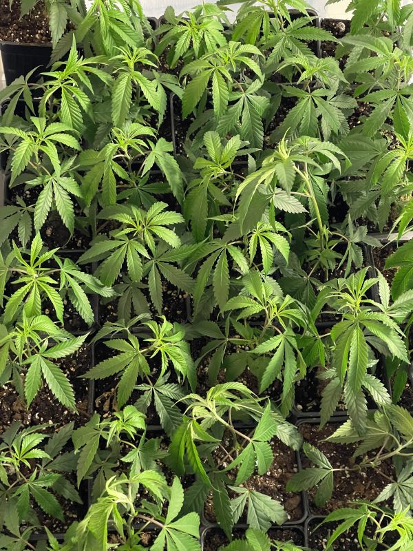BC Purple Star
