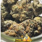 Trunk Funk Indica 33