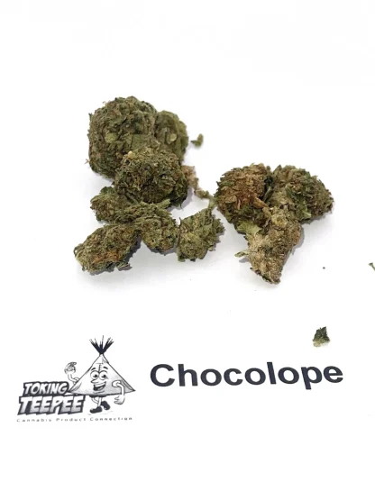 Chocolope strain
