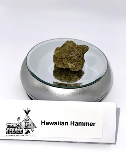 Hawaiian Hammer strain