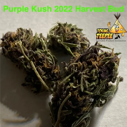 Purple Kush 2022 Harvest