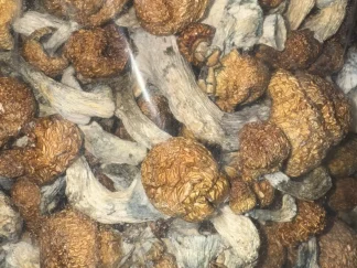penis envy mushroom effects