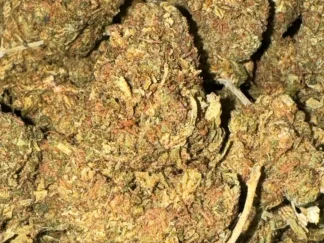 The Church strain AA