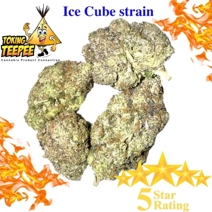 Ice Cube Strain
